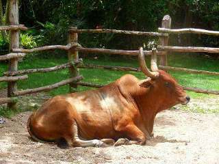 Buffel
