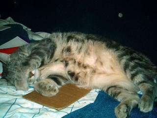 Liggende kat