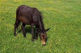 Paard
